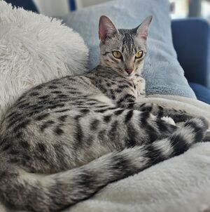 Meet your Posher, Jc